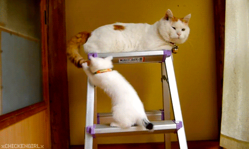 Cat chasing tail GIF